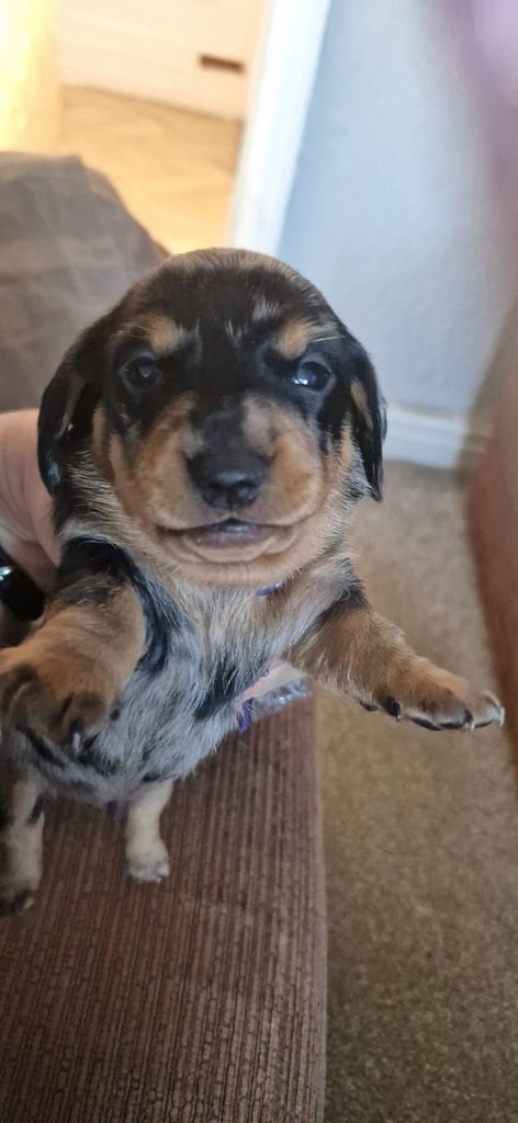 Dachsund puppies