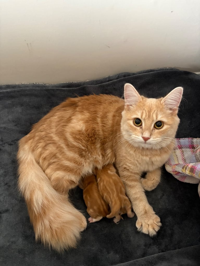 Cute long hair kitten looking for a new home 