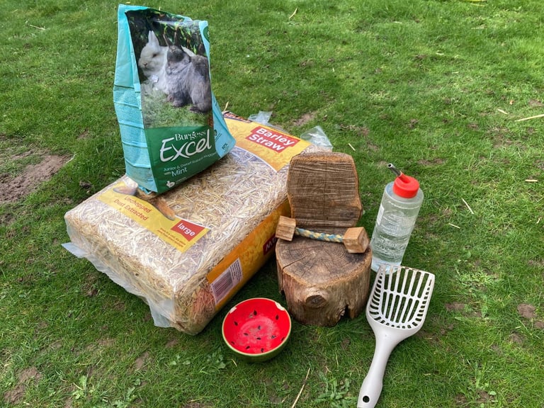 Rabbits - Norwegian Dwarf - With hutch