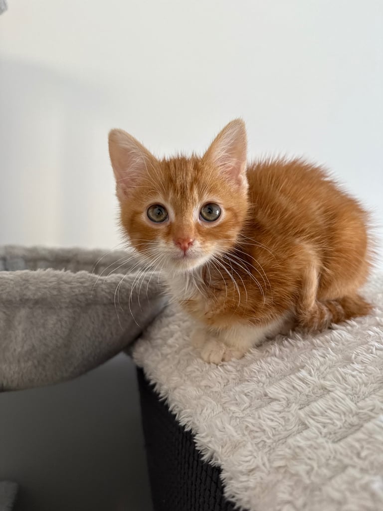 Kitten for sale