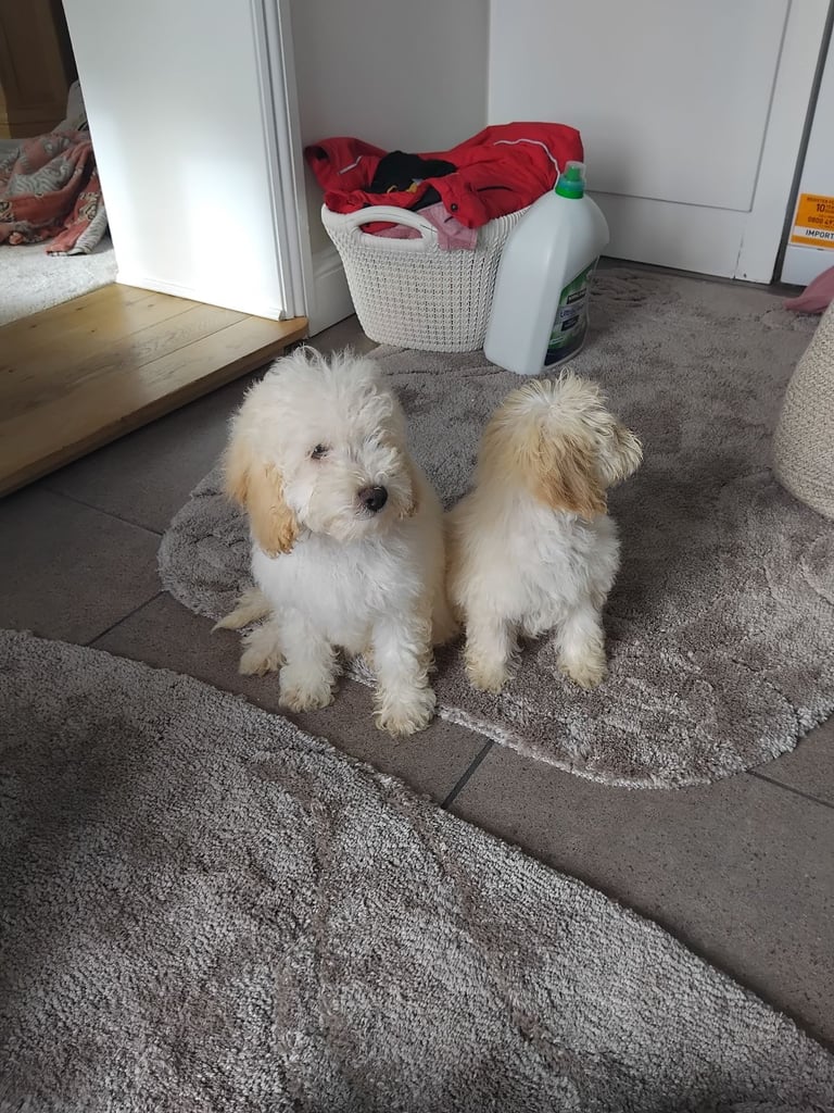 Cockapoo