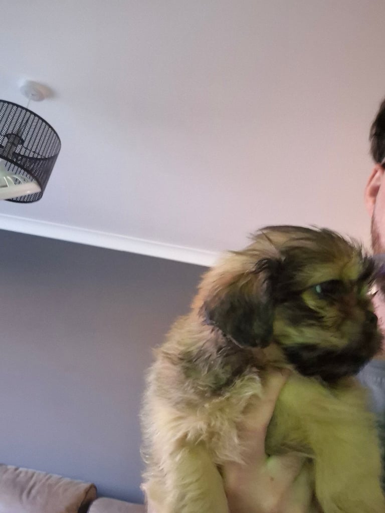 X2 Shih Tzu pekingnese cross puppy for sale 