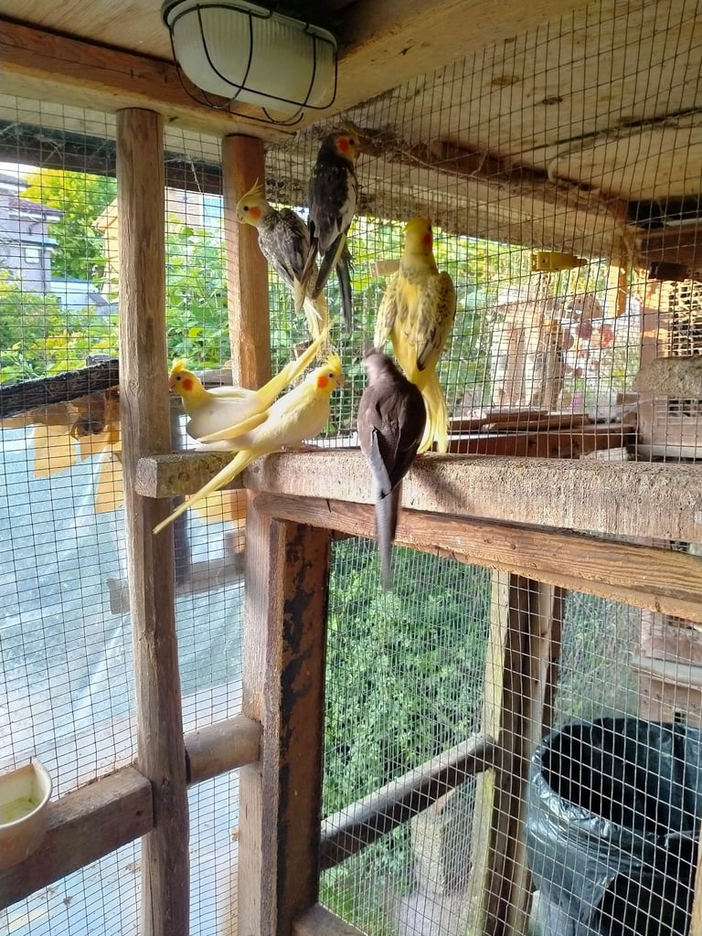 image for COCKATIELS AND BUDGIES 