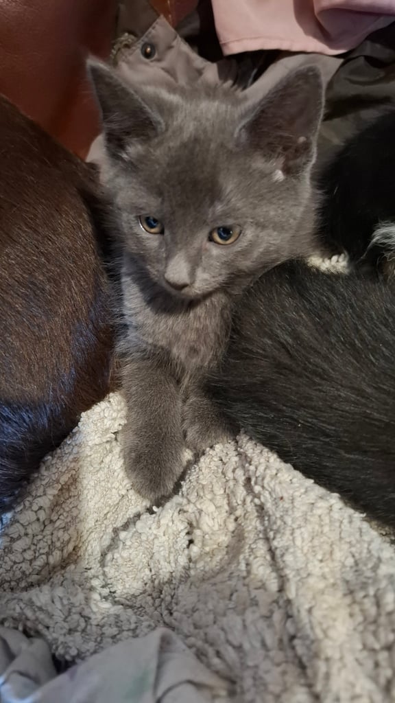 5 kittens ready to go to new homes 