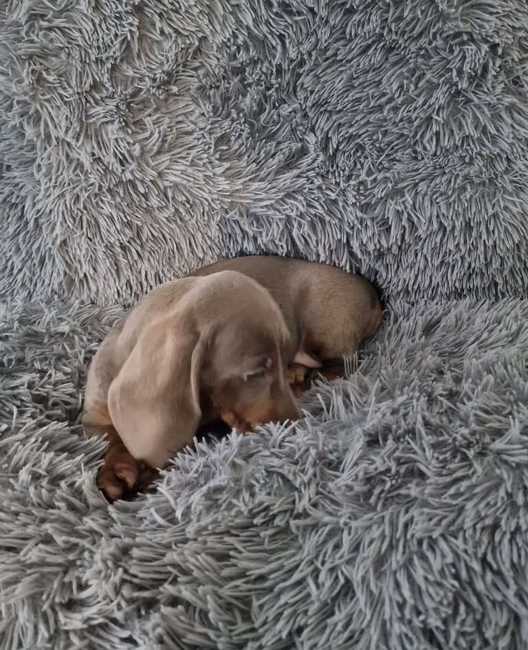 Miniture dachshund puppies 