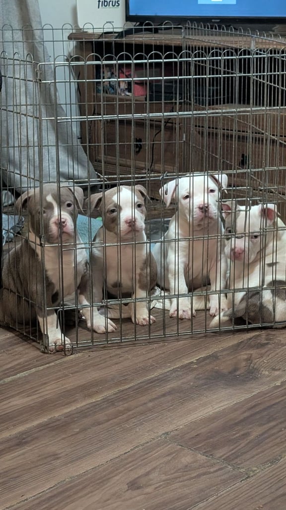 American bully puppies 