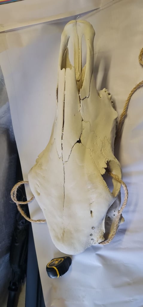 Texas Steer Skull &  Long Horns 