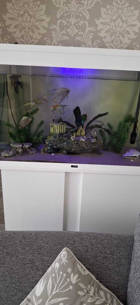 Aquarium with fish