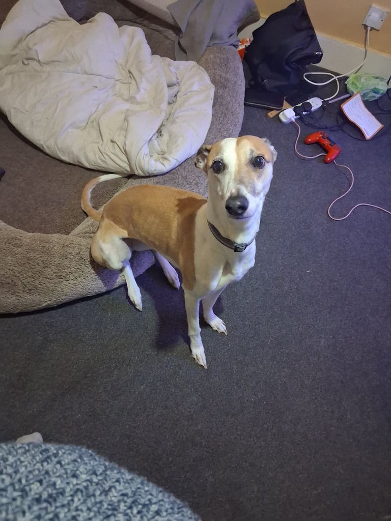 Bella female greyhound rehome
