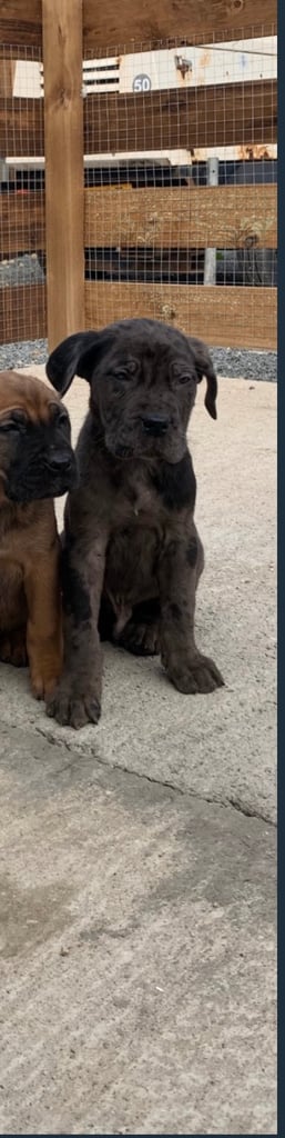 Stunning cane corso puppy (Boy)