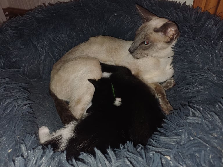 Siamese x Domestic kittens