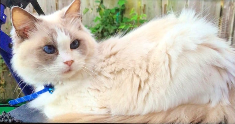 Exquisite Part Ragdoll Silver Tabby and Tabby & White Kittens
