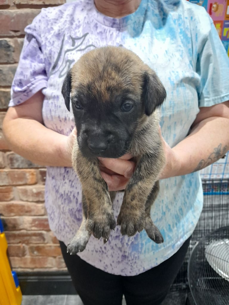 Presa canario puppies