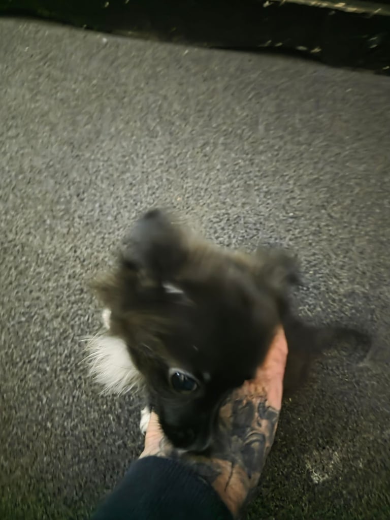 Tea cup pomeranian