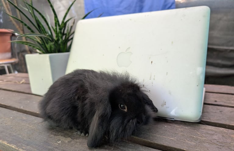 Mini Lion Lop bunnies
