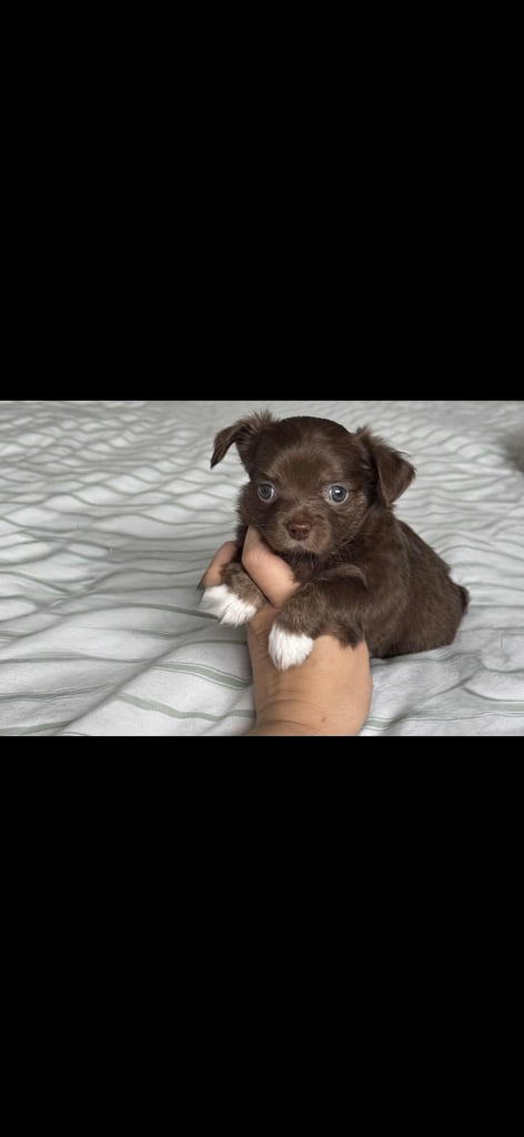 READY TO LEAVE SOON Blue Eye Merle, Tiny Longhair chihuahua 