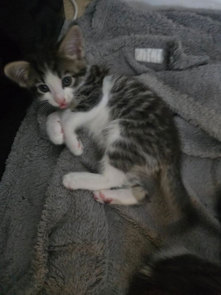 4 beautiful kittens 