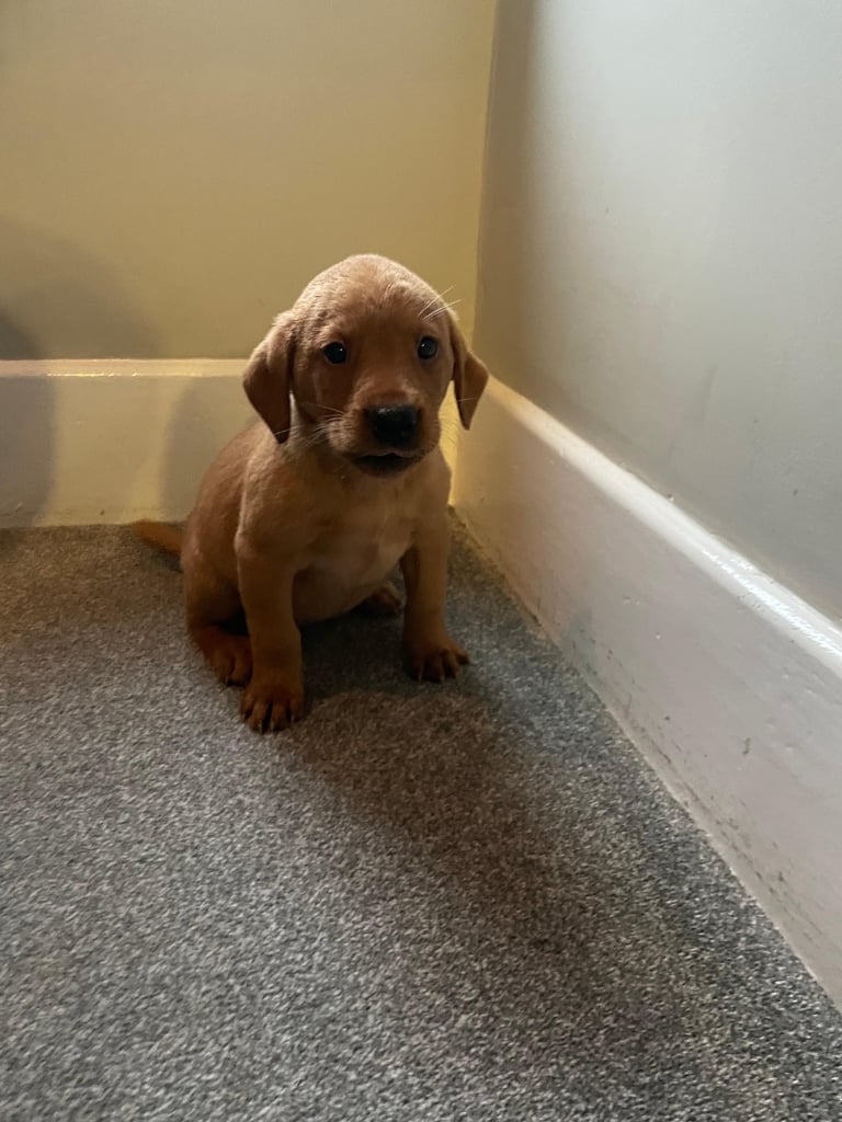 image for Fox red Labrador pups