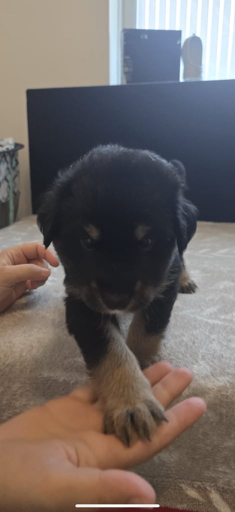 Goldador x Labrottie Miniature Puppies for Sale 