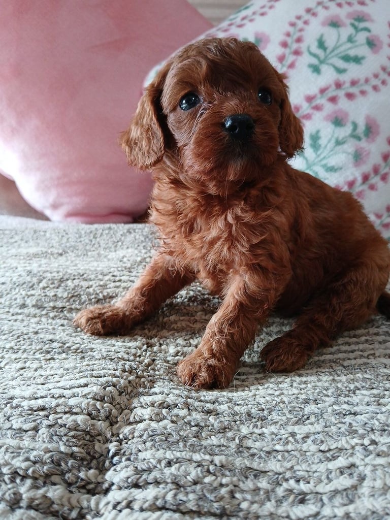 Red Cavapoo puppies for sale