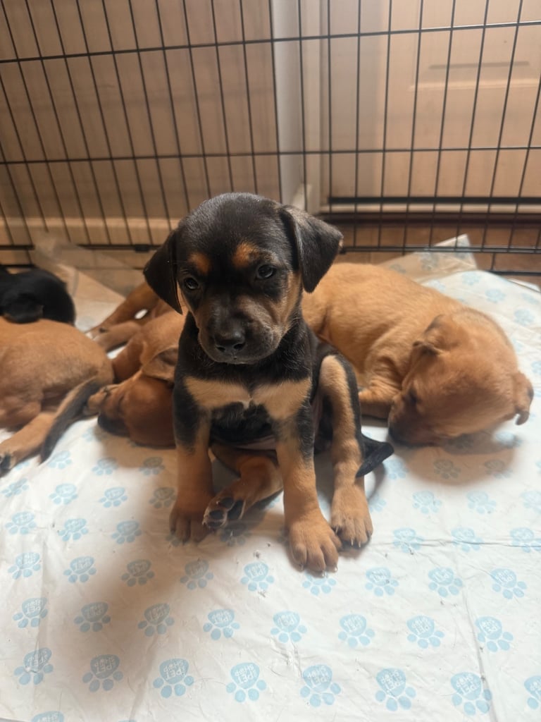 Saluki cross Rottweiler puppies 