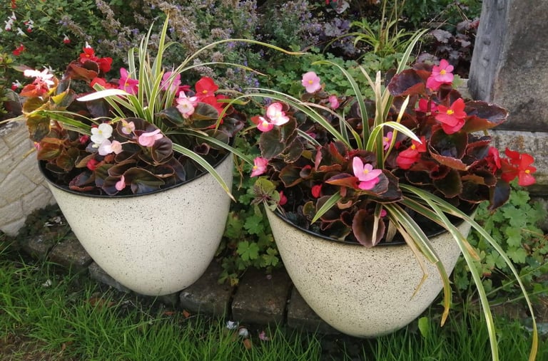image for Pair of matching speckled planters Arundo Ely green & White  Begonias Aguja black scallop plants