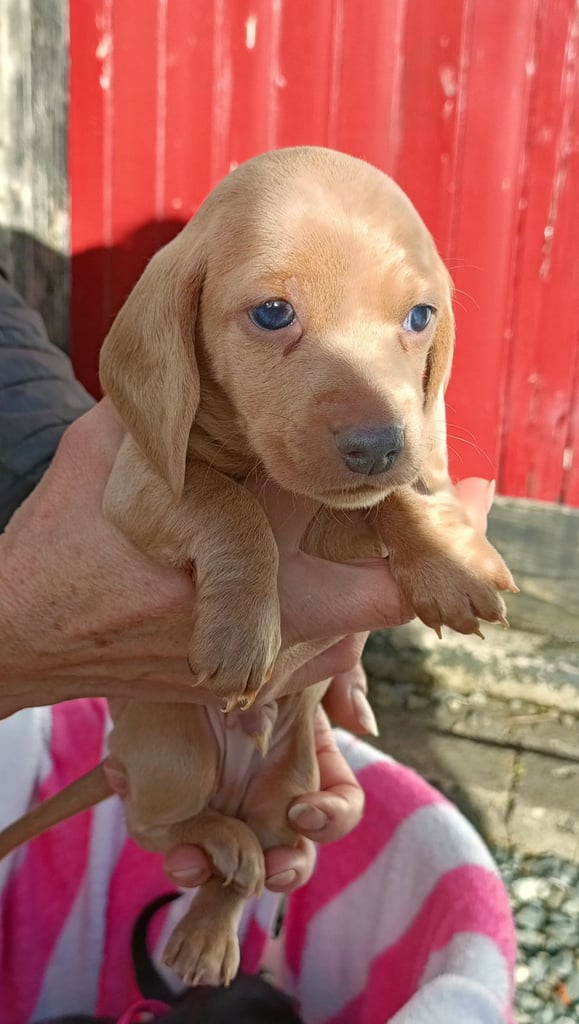 Miniature dachshund puppies 