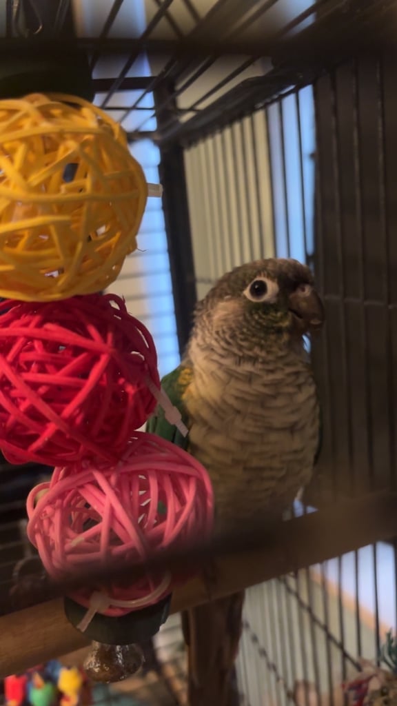 bonded birds 