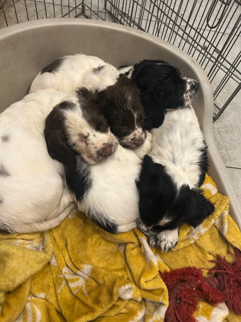 Female Sprocker Puppies for sale