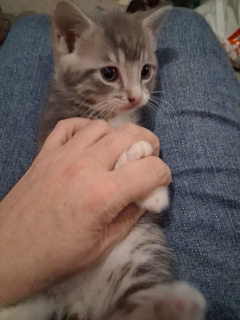 Kittens 