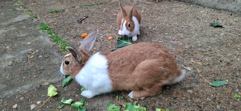 image for BEAUTIFUL RABBITS ARE SALE-Each £40