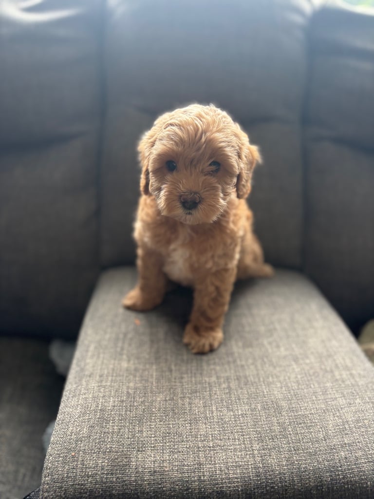 image for Cockapoo cross cavapoo 