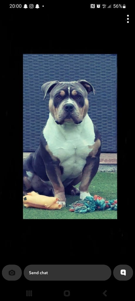 image for Pocket Bully's 