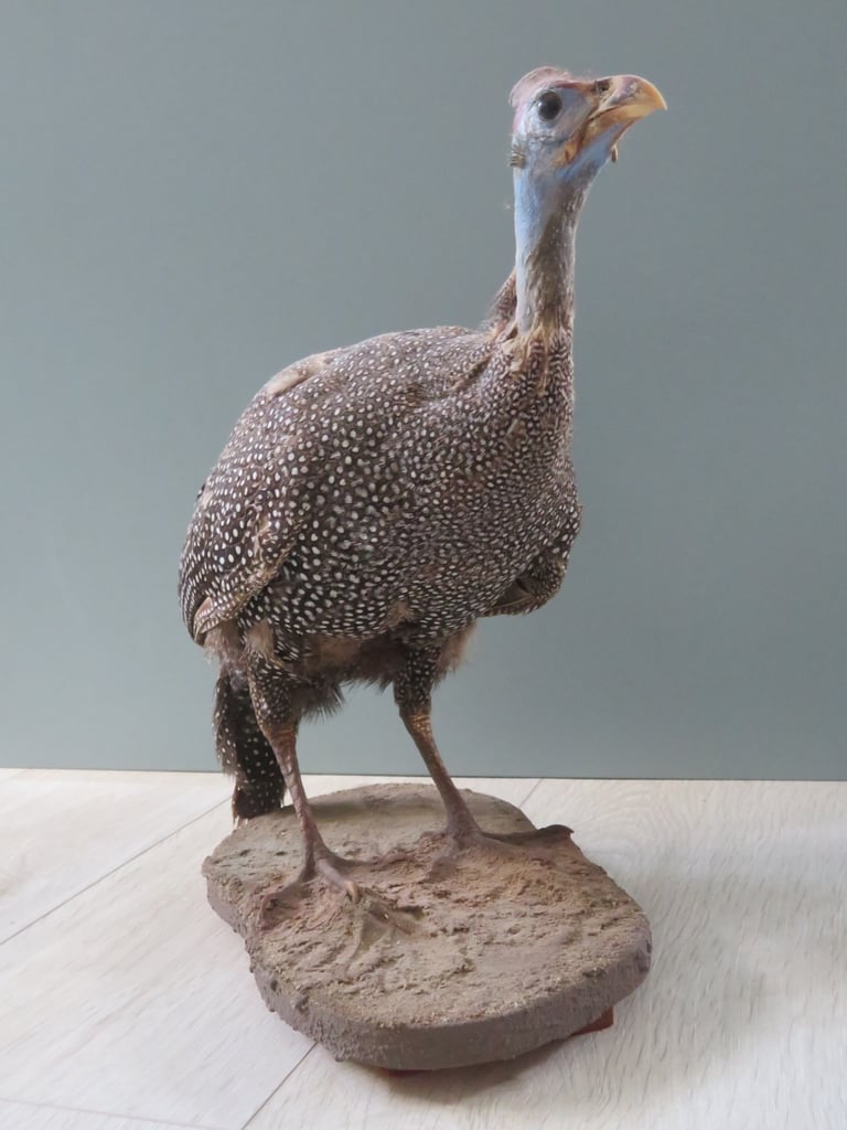 South African Guinea Fowl