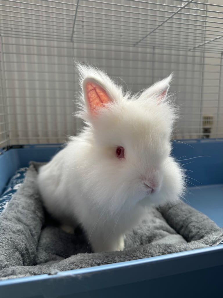 image for Male lionhead rabbit for sale 