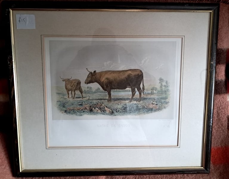 6 x European Cattle Breeds-original f&g coloured antique prints-1856 Paris  Show-£7 each