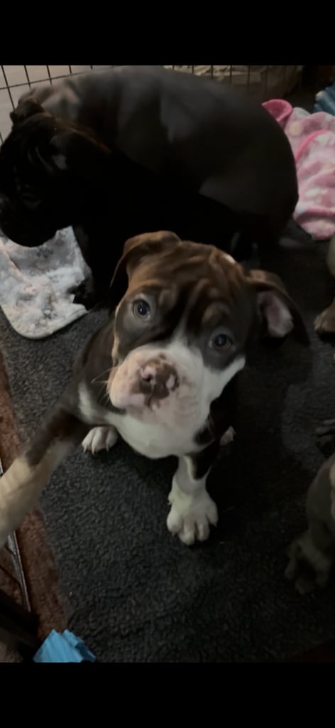 Olde English Bulldogge Puppies For Sale (4 x Girls Available)
