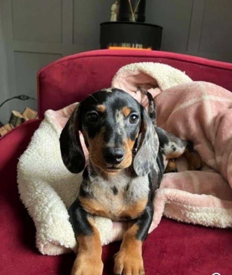 Beautiful male dapple dashund 