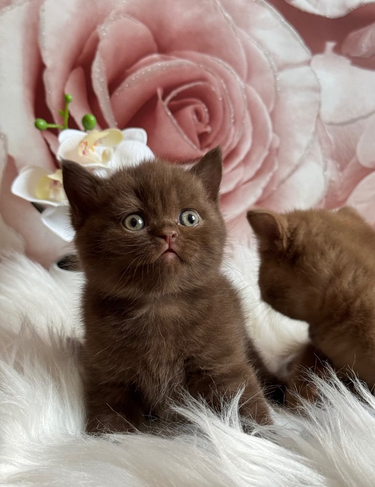 British shorthair kittens 