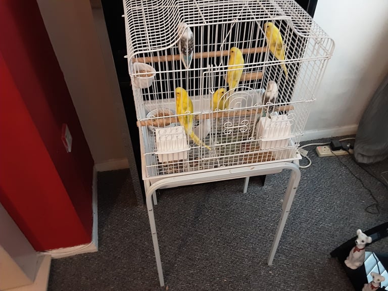 Budgies 