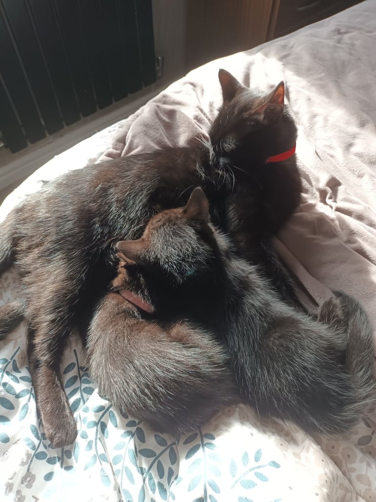 2 gwjus kittens 