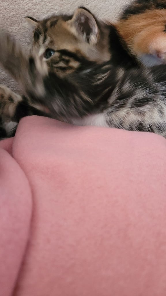 Beautiful ginger and taby are looking for their forever families 