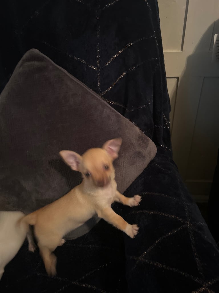 Chihuahua puppies 