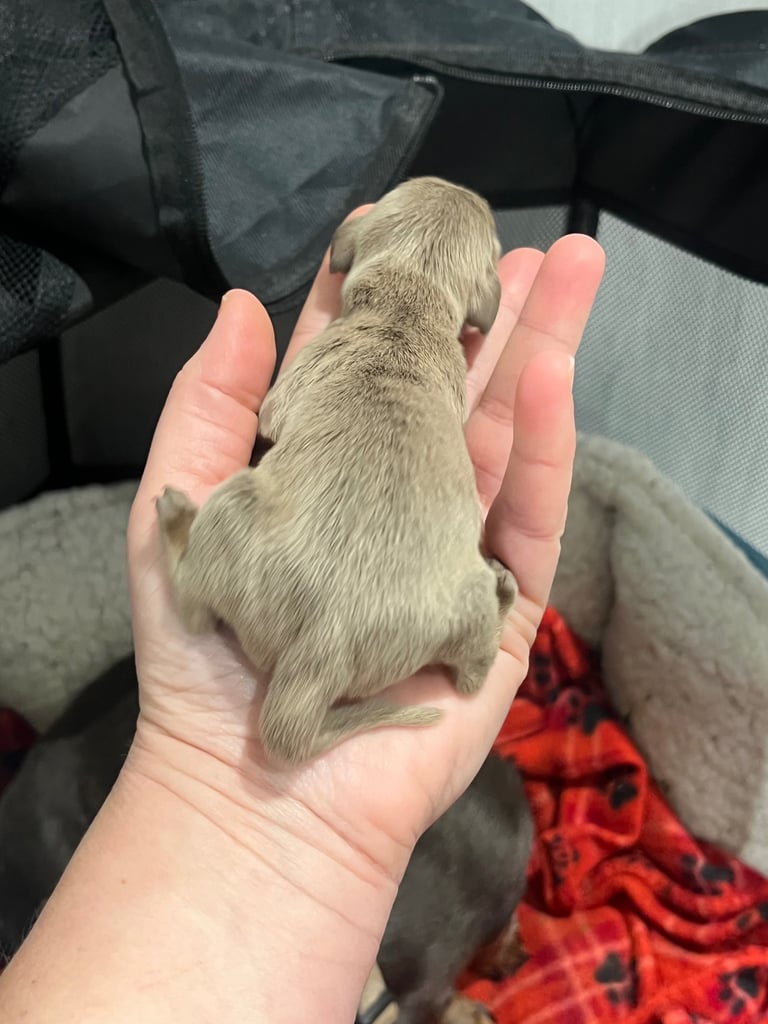 Dachshund miniature puppies 