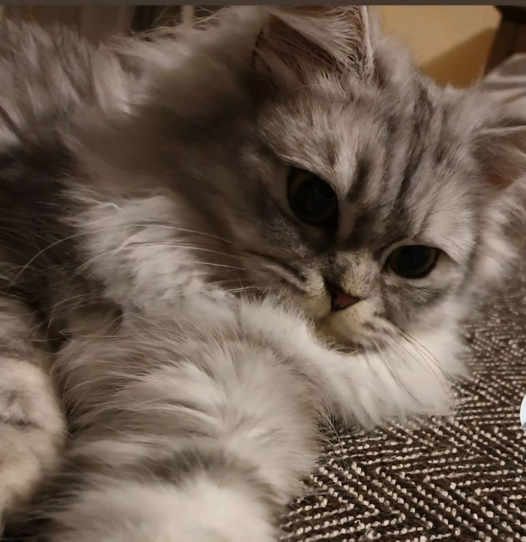 Persian (chinchilla)