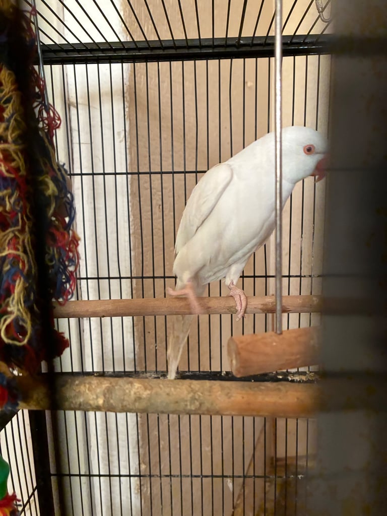 Birds and cages for sale 