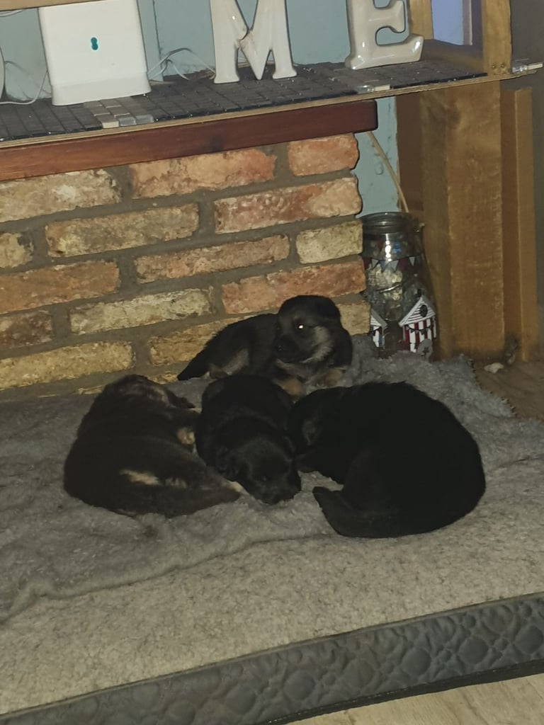 German Shepherd x Labrador puppies