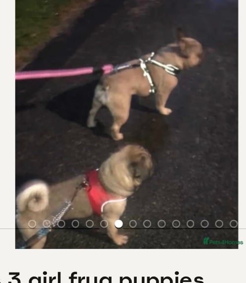 Beautiful frug puppies for sale