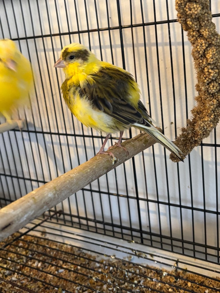 Gorgeous fife and border canaries