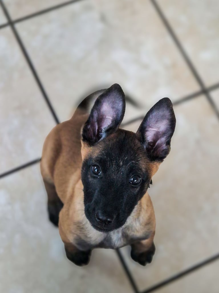 Pure bred belgium shepherd female pup